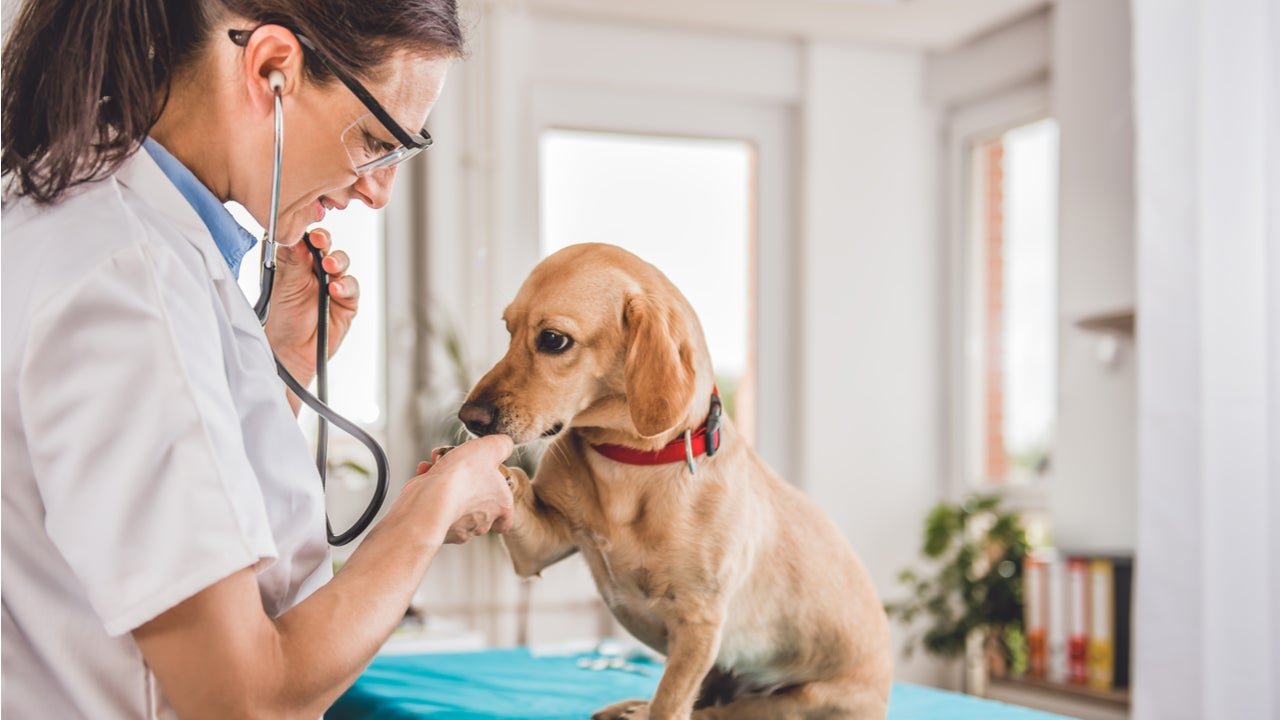 The-average-veterinarian-salary_-How-much-do-vets-make_