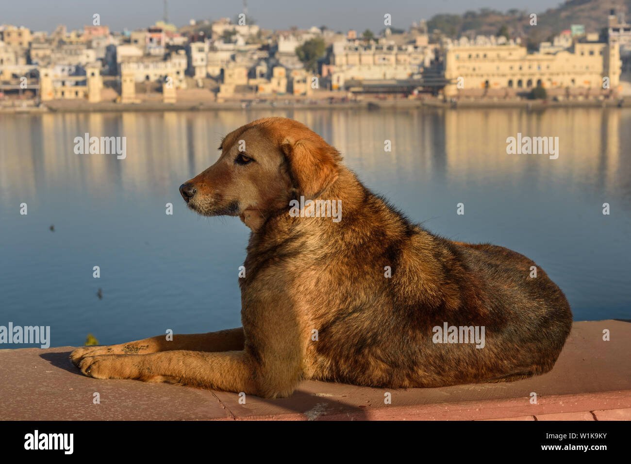 dog-at-pushkar-holy-lake-in-rajasthan-india-W1K9KY