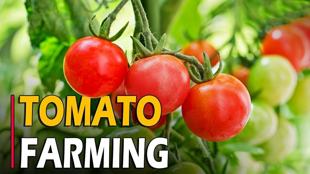 Tomato Farming Whatsapp Group Link Join 2023