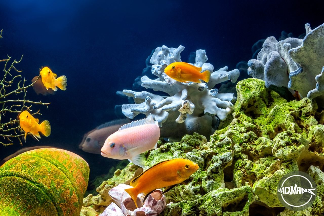 Diffrent-Types-of-Fish-in-Aquarium