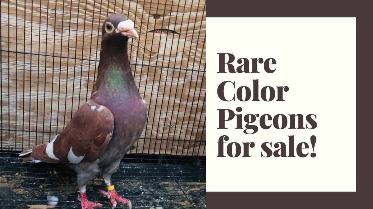 Pigeon Sale Whatsapp Group Link Join 2023
