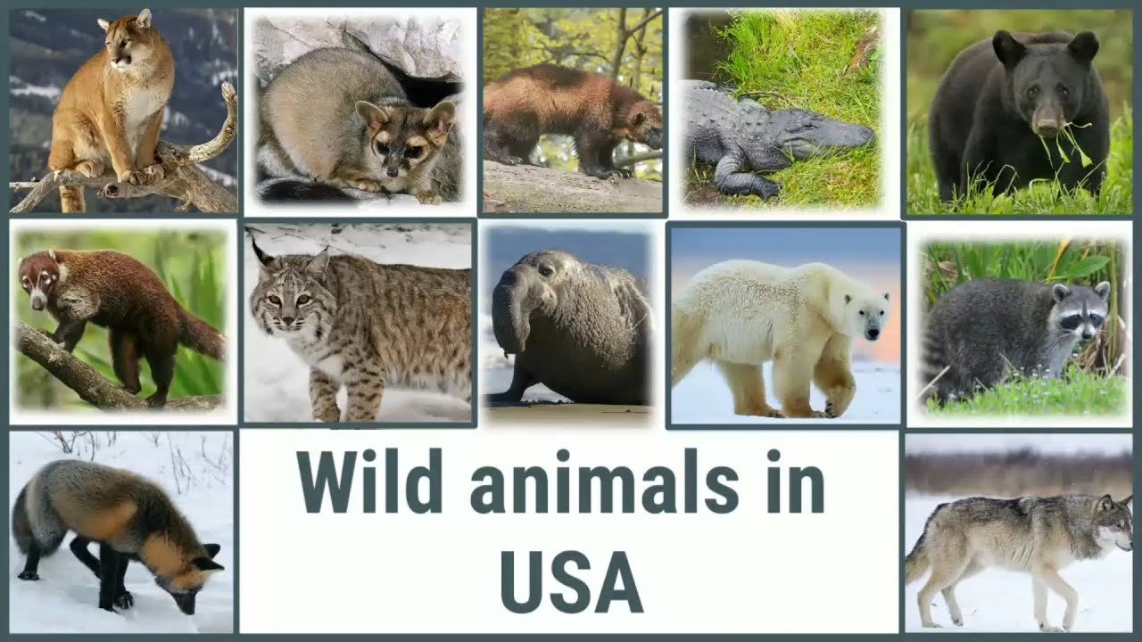 United States Animals Whatsapp Group Link Join 2023