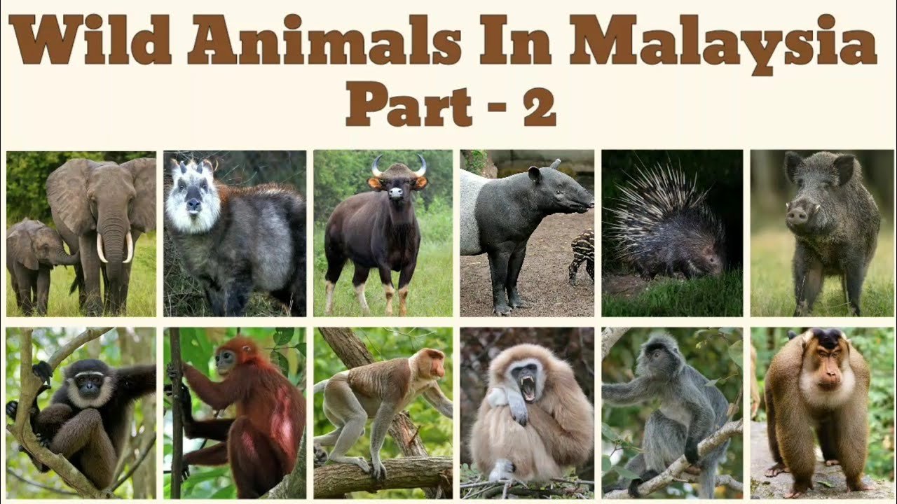 Malaysia Animals Whatsapp Group Link Join 2023