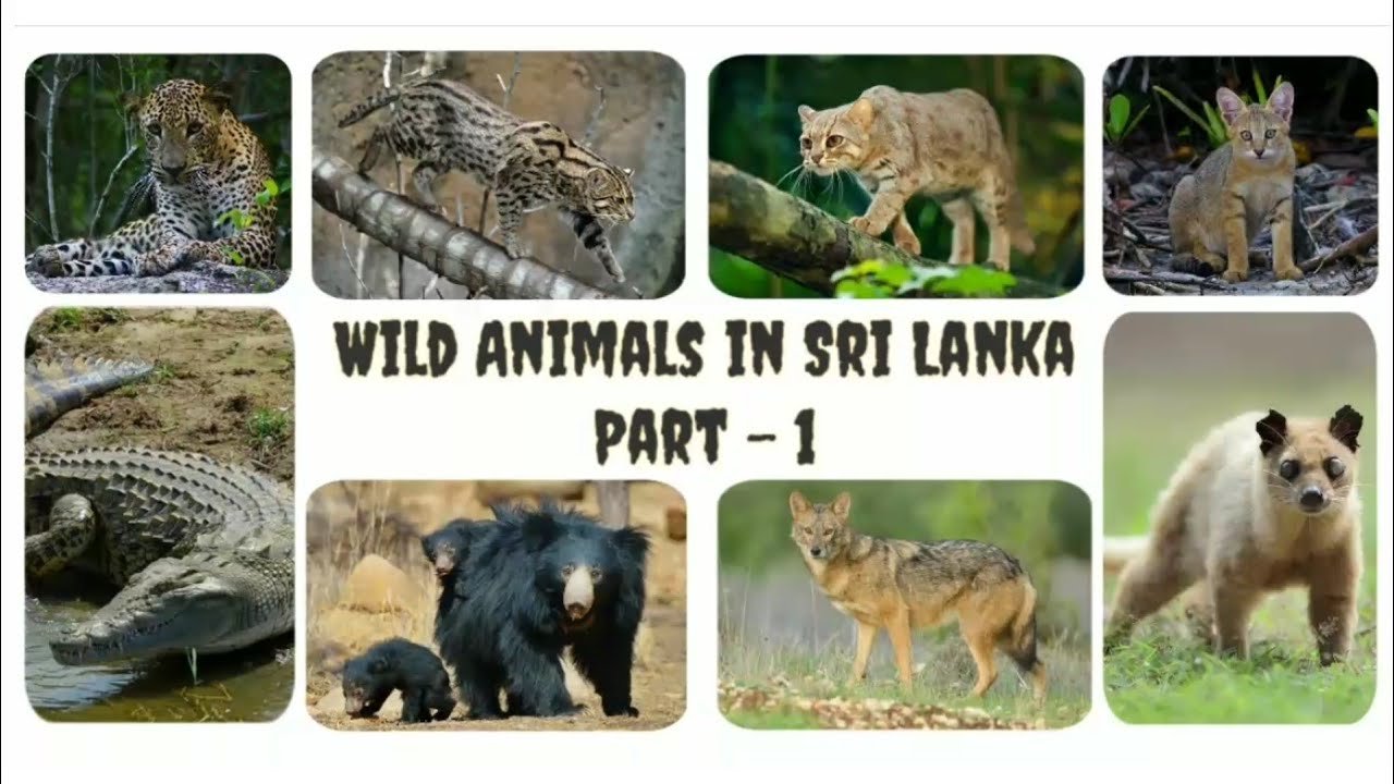 Sri Lanka English Animals Whatsapp Group Link Join 2023